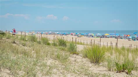 Ocean City Beach Pet